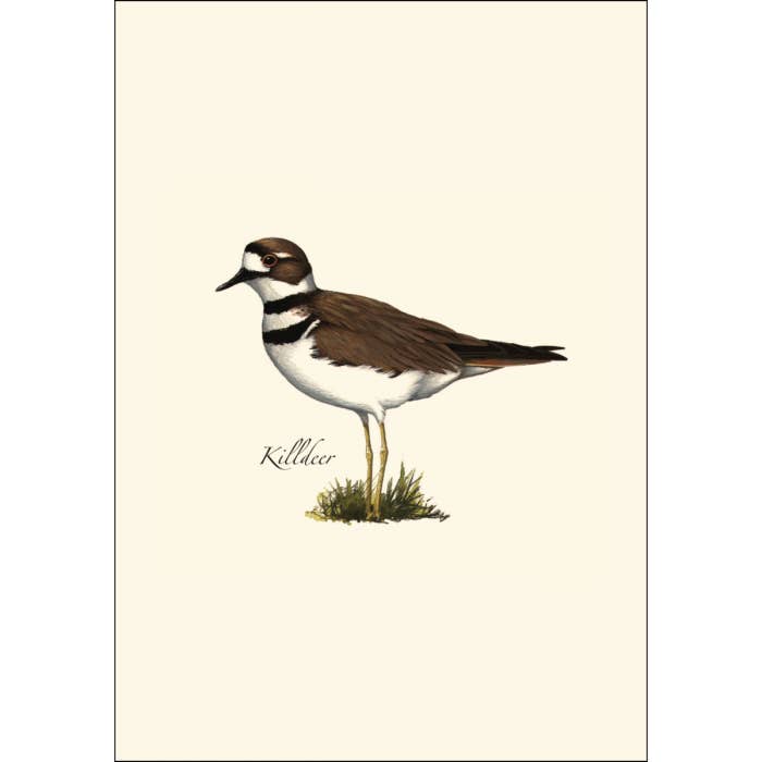 Earth Sky + Water - Wholesale Stationery/Notecard Set - Shorebird Assortment3