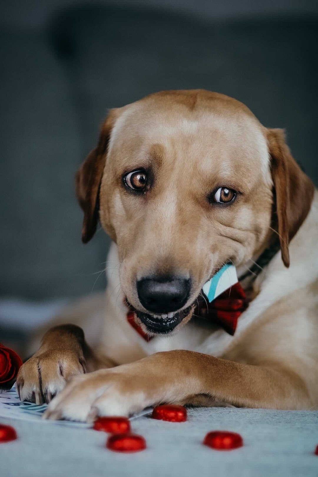 Scoff Paper - Vendita all'ingrosso Snack - Cani - Carte commestibili per cani + Penne con esposizione POS di Scoff Paper3