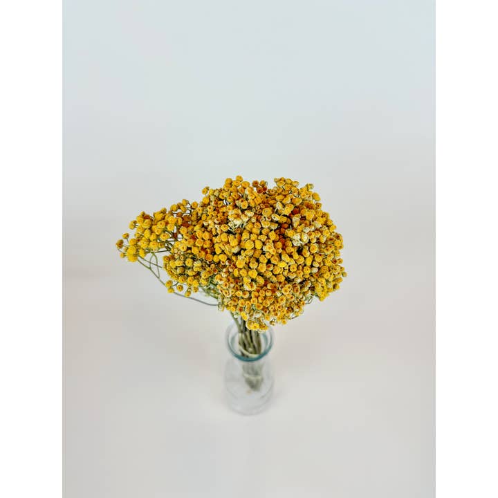 Lovejoy Farms Premium Dried Flowers - Wholesale Dried/Pressed Flowers - Yellow Tansy - Naturally Dried Flowers1