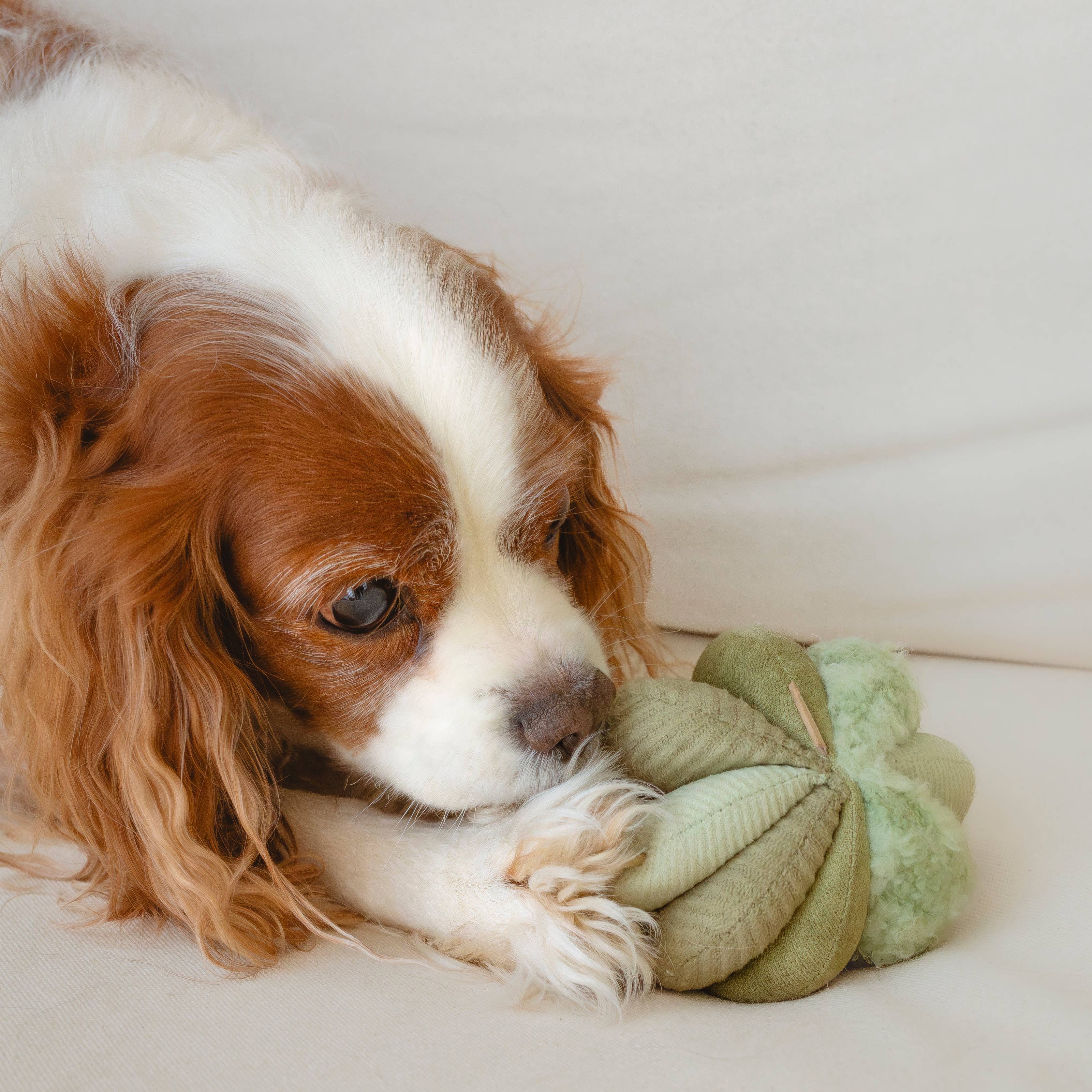 Lambwolf EU - Wholesale Pet Chew Toy - Dog - TOTO //Enrichment Toy ( small) 5