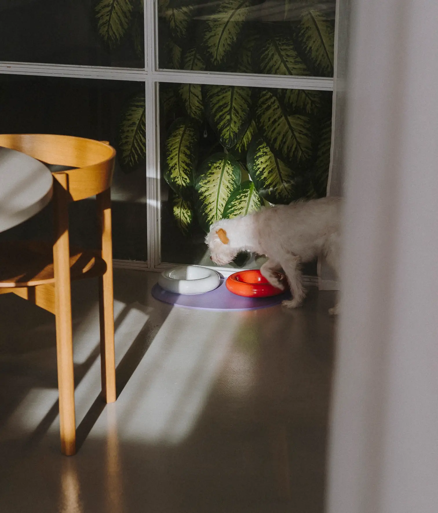 HotDog Pets - Wholesale Pet Bowl - Cat/Dog - White ceramic dog feeder2