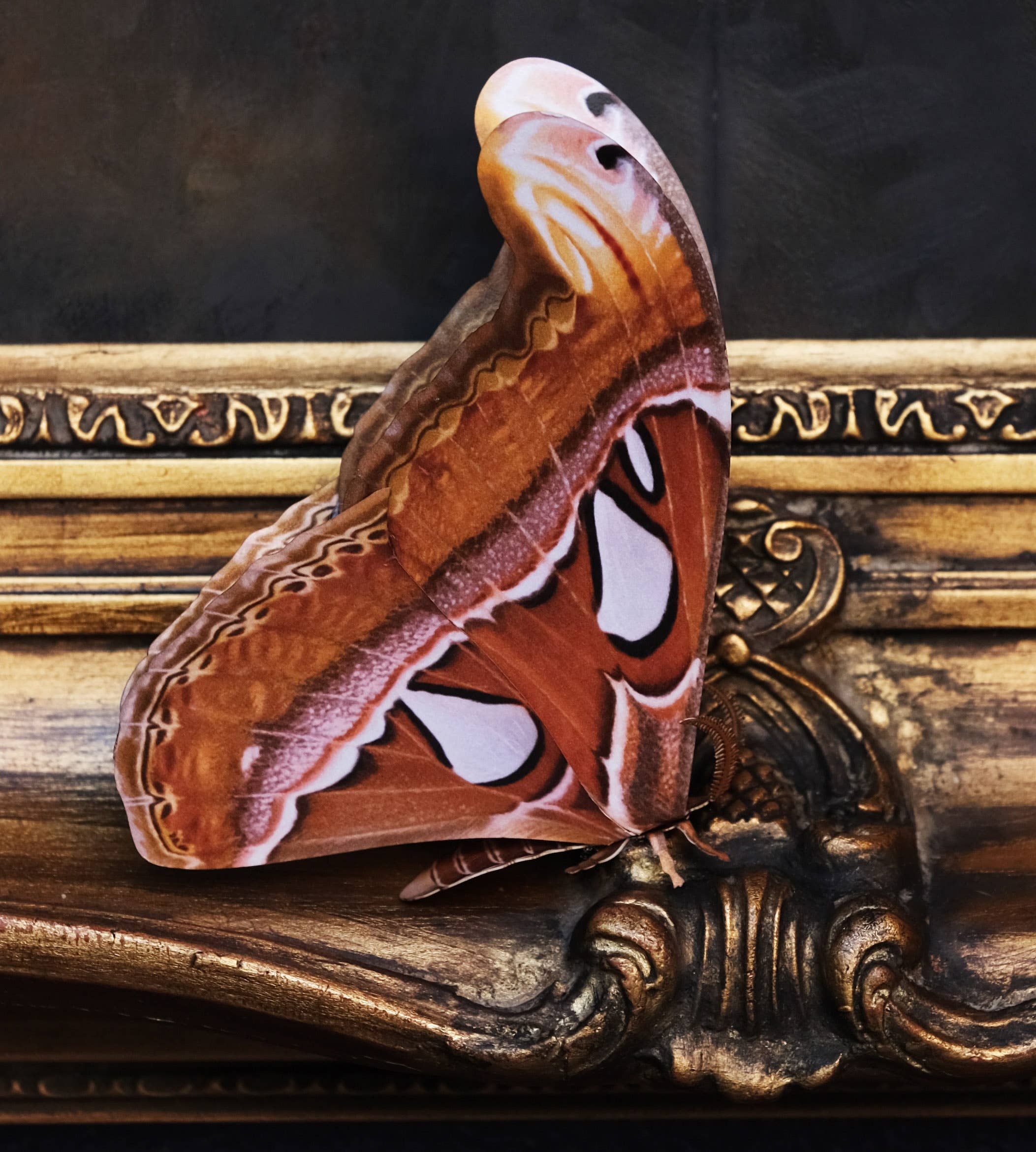 Moth and Myth - Wholesale Decorative Figurine - 'Atlas' Moth Paper Replica1