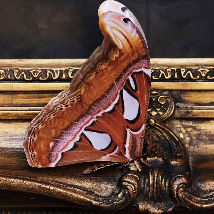 Moth and Myth - Wholesale Decorative figurine - 'Atlas' Moth Paper Replica1