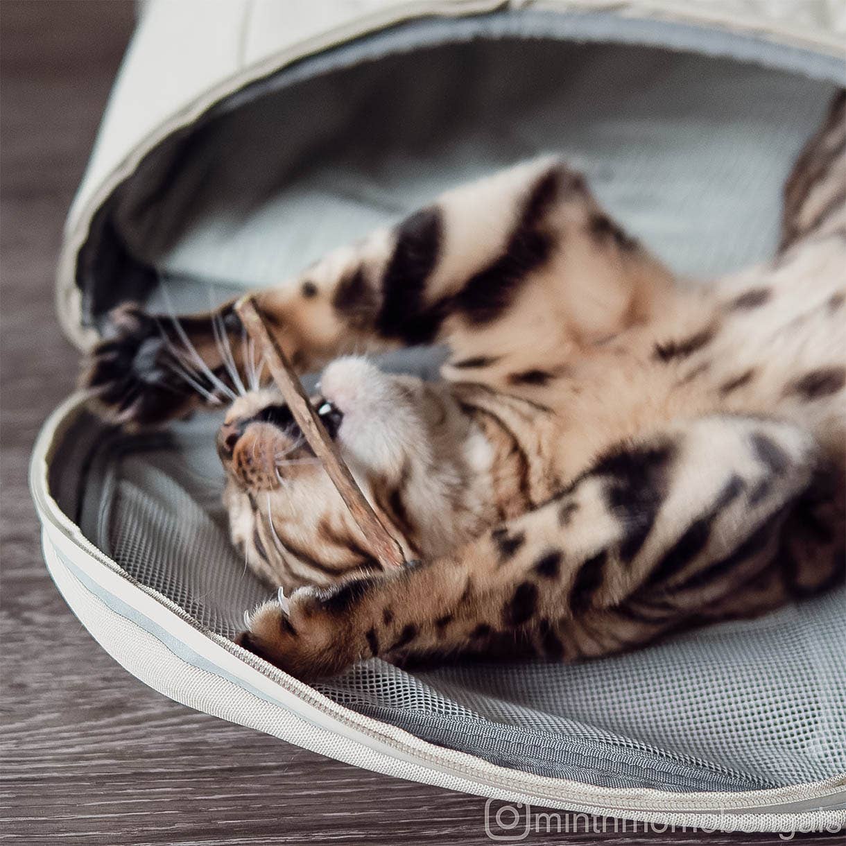 ne&no – Engroshandel Legetøj - Kat – ne&no® Matatabi pinde til katte - sæt med 3 - i gaveæske15