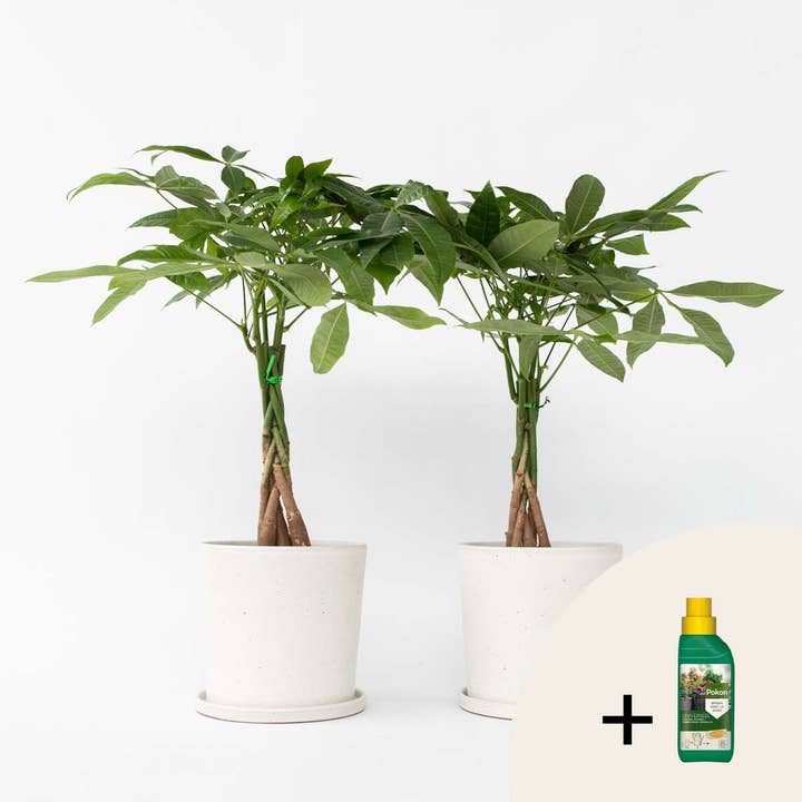 Oasis of Life – wholesale Live plant – Money Tree – 2 Plants – Pachira Aquatica – Height 60–70cm – Ø17cm – Braided Money Tree – Tropical Houseplant for Living Room & Office – Includes Plant Fertilizer1