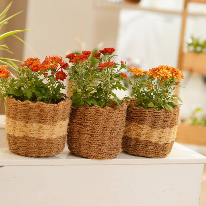 Biodegradable Eco-Friendly Planters - Set of 2 - No Tariffs for wholesale by Craftpair
