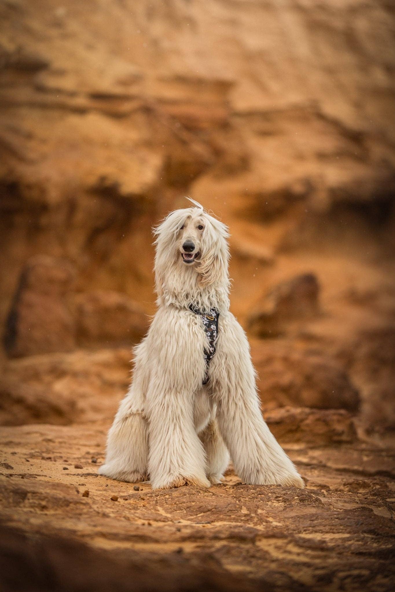 Dizzy Dog Collars - Wholesale Pet Harness - Dog - No Pull Dog Harness | Step in | Reflective | Heavy Duty | Easy Reach Handle | Midnight Cherry Blossoms10