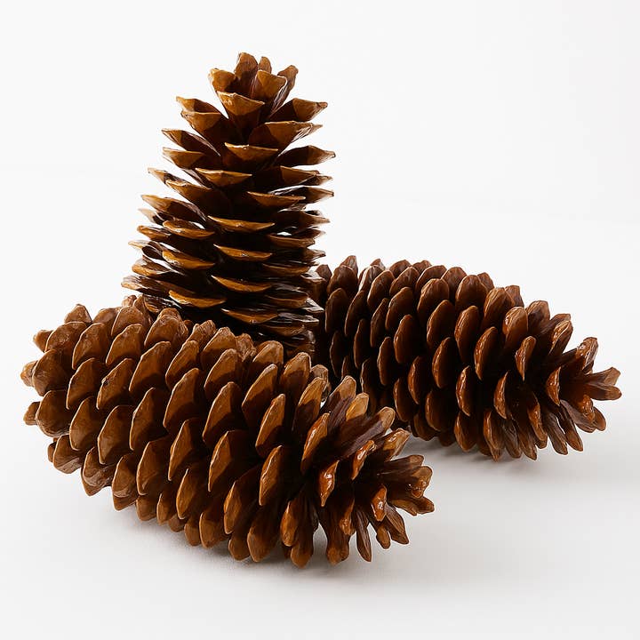 GS Foliage - Wholesale Christmas decoration - Varnished Sugar Pinecones - 9-14 Inches Tall