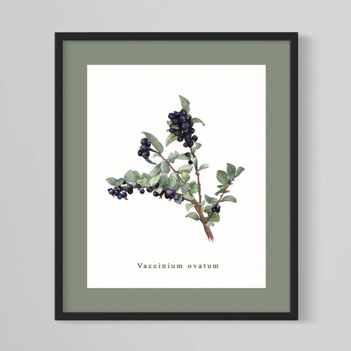 Evergreen Huckleberry Giclée Print, PNW blomster, blomsterkunst for engroshandel hos CMarie Northwest