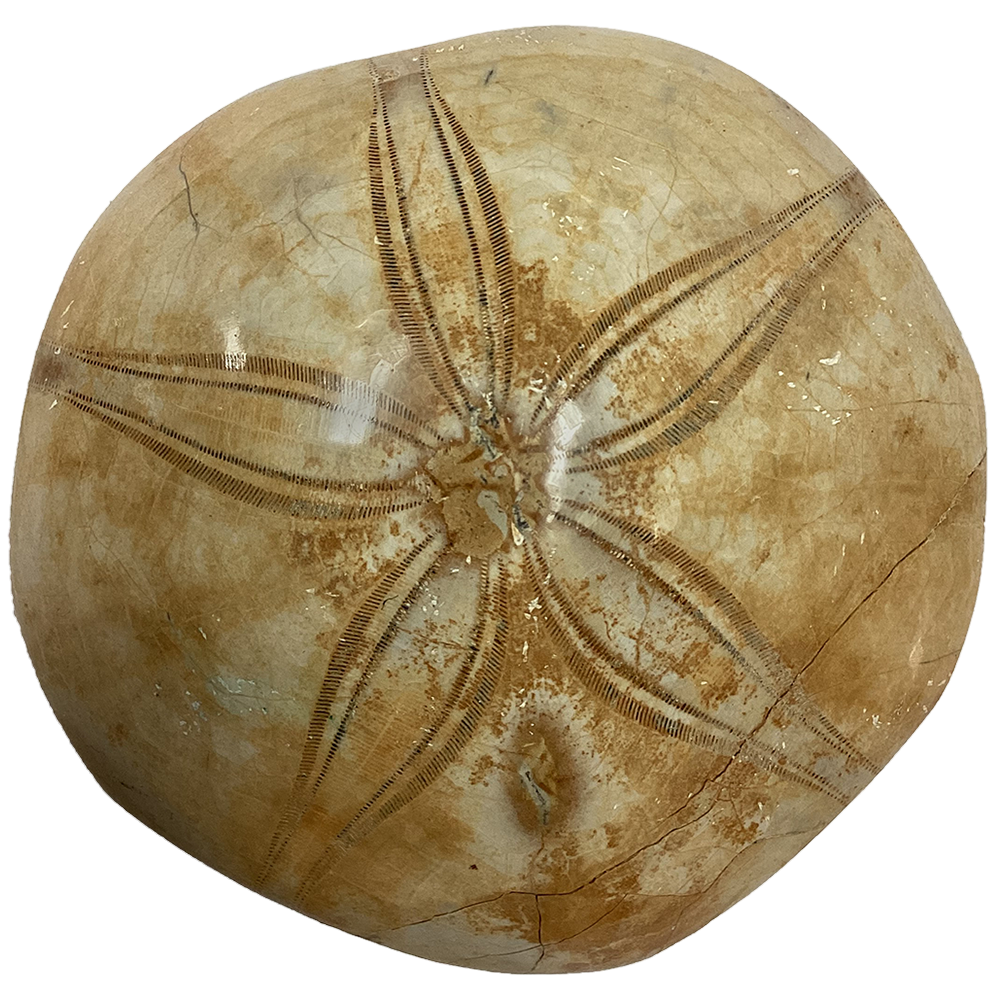 Texas Toy Distribution - Wholesale Decorative Tabletop Object - Natural Made Sand Dollar Fossil3