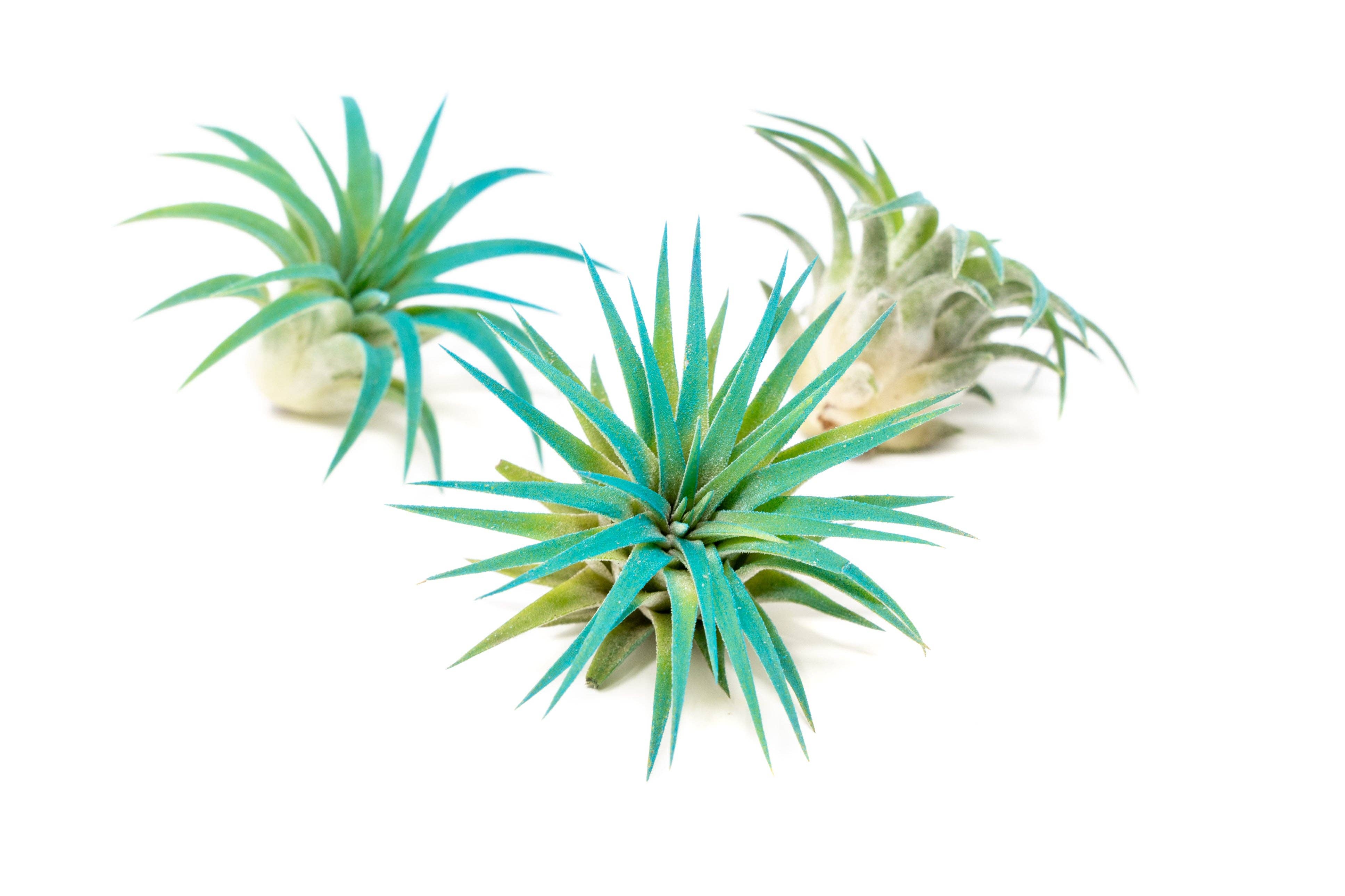 Air Plant Shop - Wholesale Live Plant - Color Enhanced Tillandsia Ionantha Rubra Air Plants19