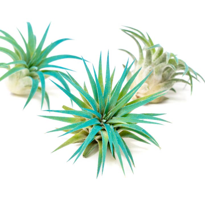 Air Plant Shop - Wholesale Live Plant - Color Enhanced Tillandsia Ionantha Rubra Air Plants19