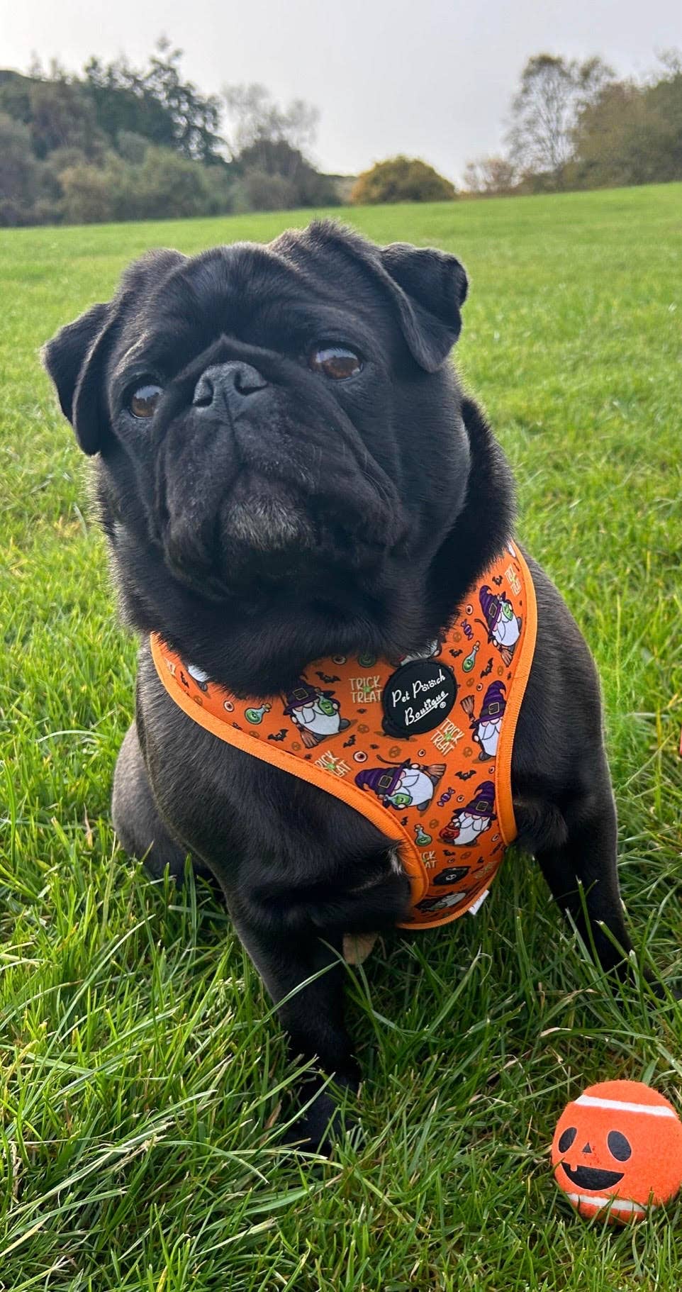 Pet Pooch Boutique – wholesale Pet harness – Dog – Trick Or Treat Harry Halloween Spooky Dog Harness (Autumn)7