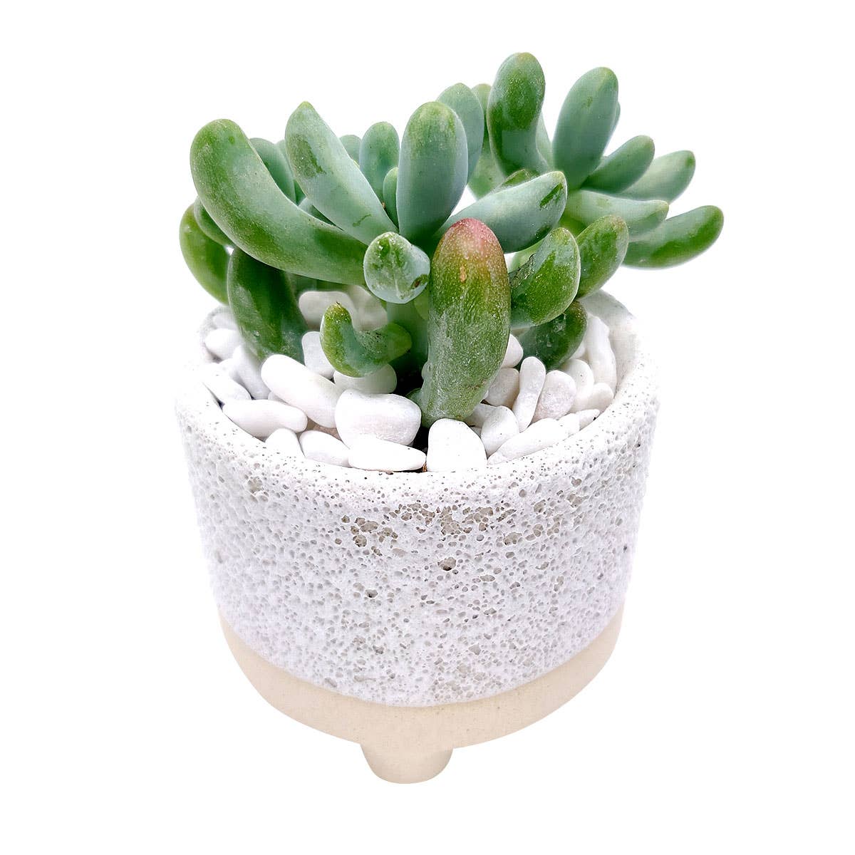 Best Plant Friend - Wholesale Plant Pot - Cute Footed Pot - Succulent Planter
- Ceramic Pots For Plant1