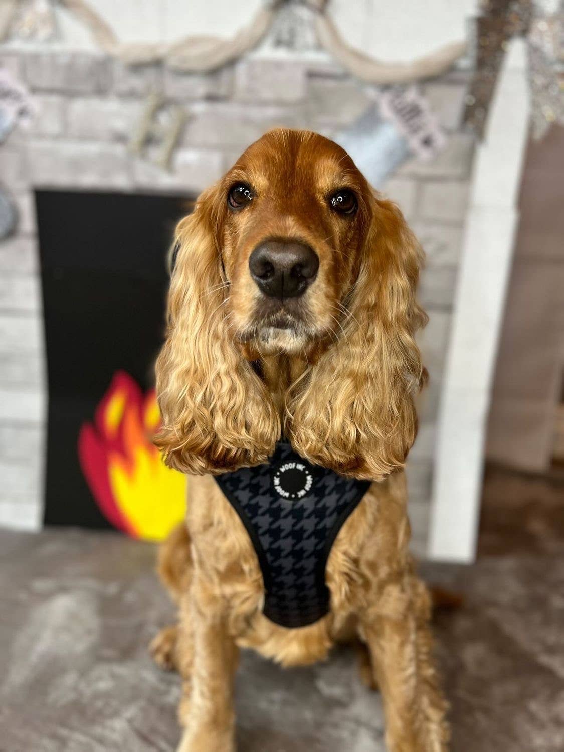 WOOF INC – Großhandel Haustiergeschirr – Hund – Verstellbares Hundegeschirr mit schwarzem Hahnentrittmuster7