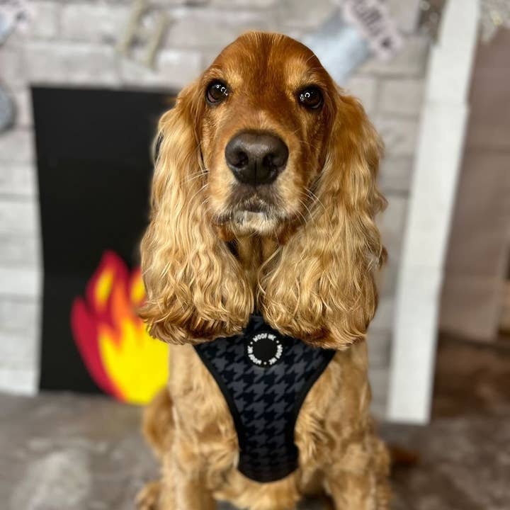 WOOF INC – Großhandel Haustiergeschirr – Hund – Verstellbares Hundegeschirr mit schwarzem Hahnentrittmuster7