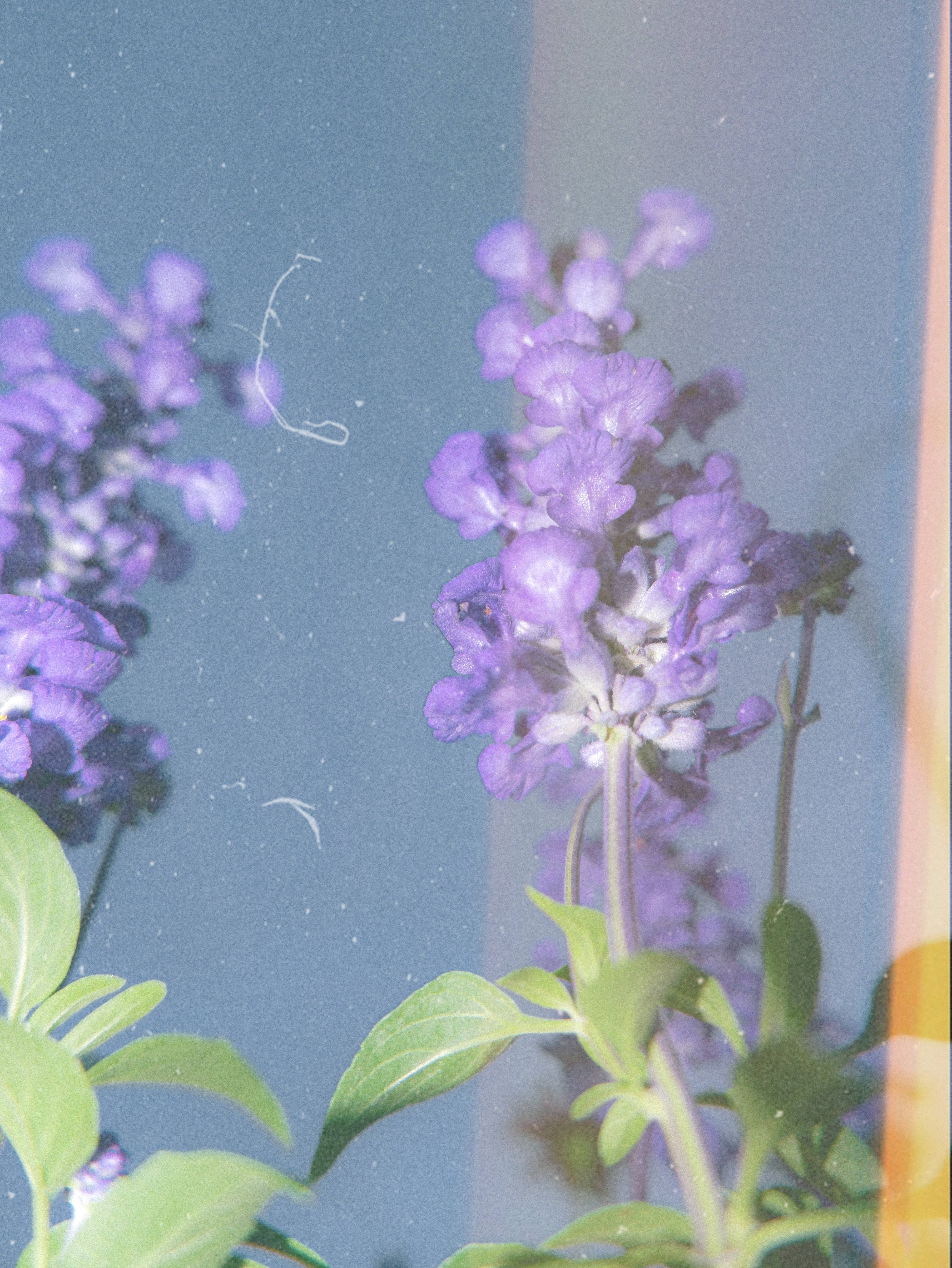 Slow Burn Lux - Vente Bougie en bocal - The Copenhagen 13 oz15