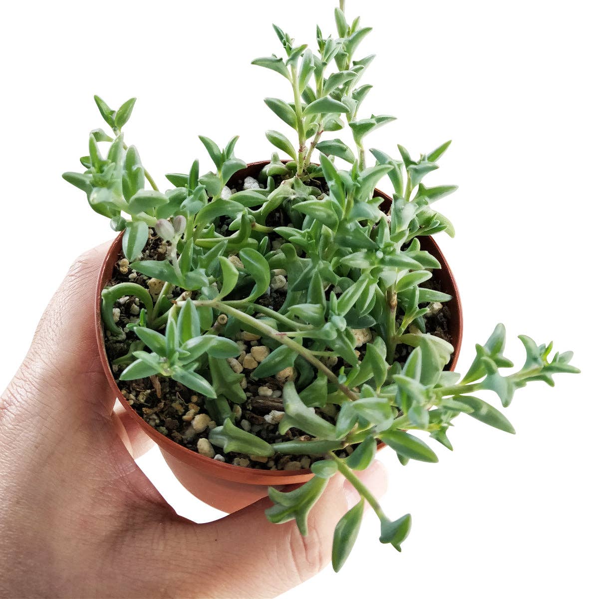 Best Plant Friend - Vente Succulentes - Collier de dauphins Senecio, succulente à suspendre, 2/4/6 pouces12