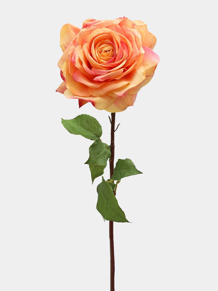 Sunset Dutchess Rose 20" for wholesale by Prestige Botanicals