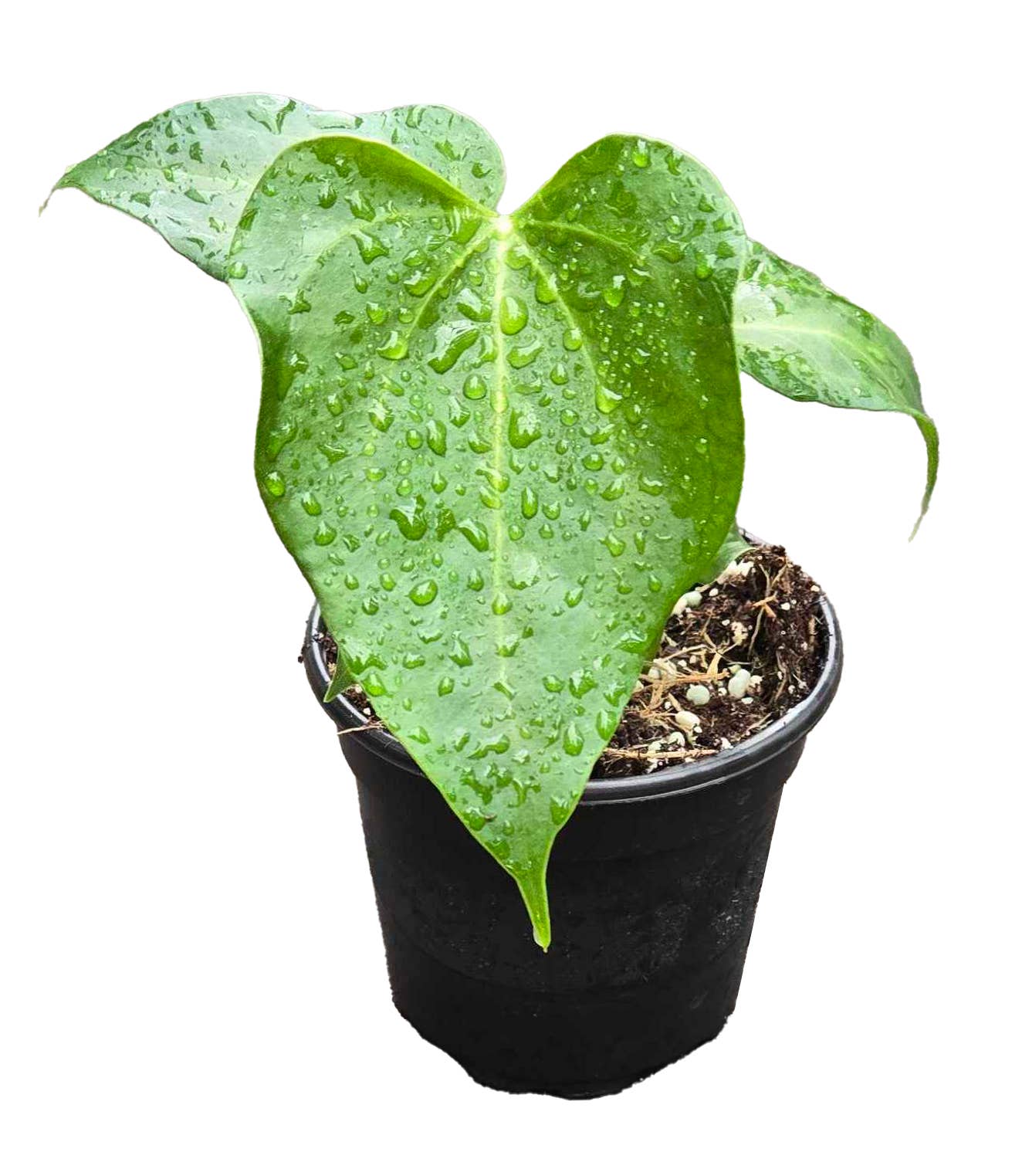 Arcadia Garden Products - Wholesale Plant Pot - Anthurium Delta Force 4 inch Grower Pot