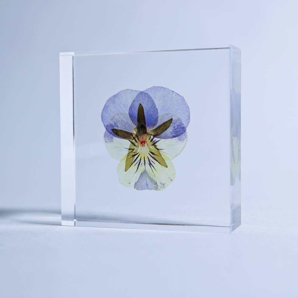 Sola cube - Wholesale Decorative Tabletop Object - Viola