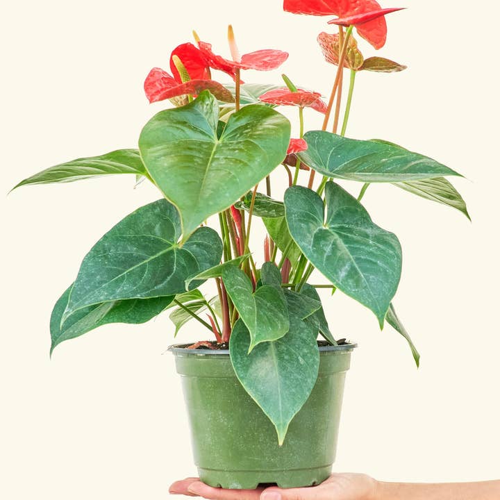 Rooted - Wholesale Live Plant - Anthurium 'Red Flamingo' (4" or 6" Pot)
