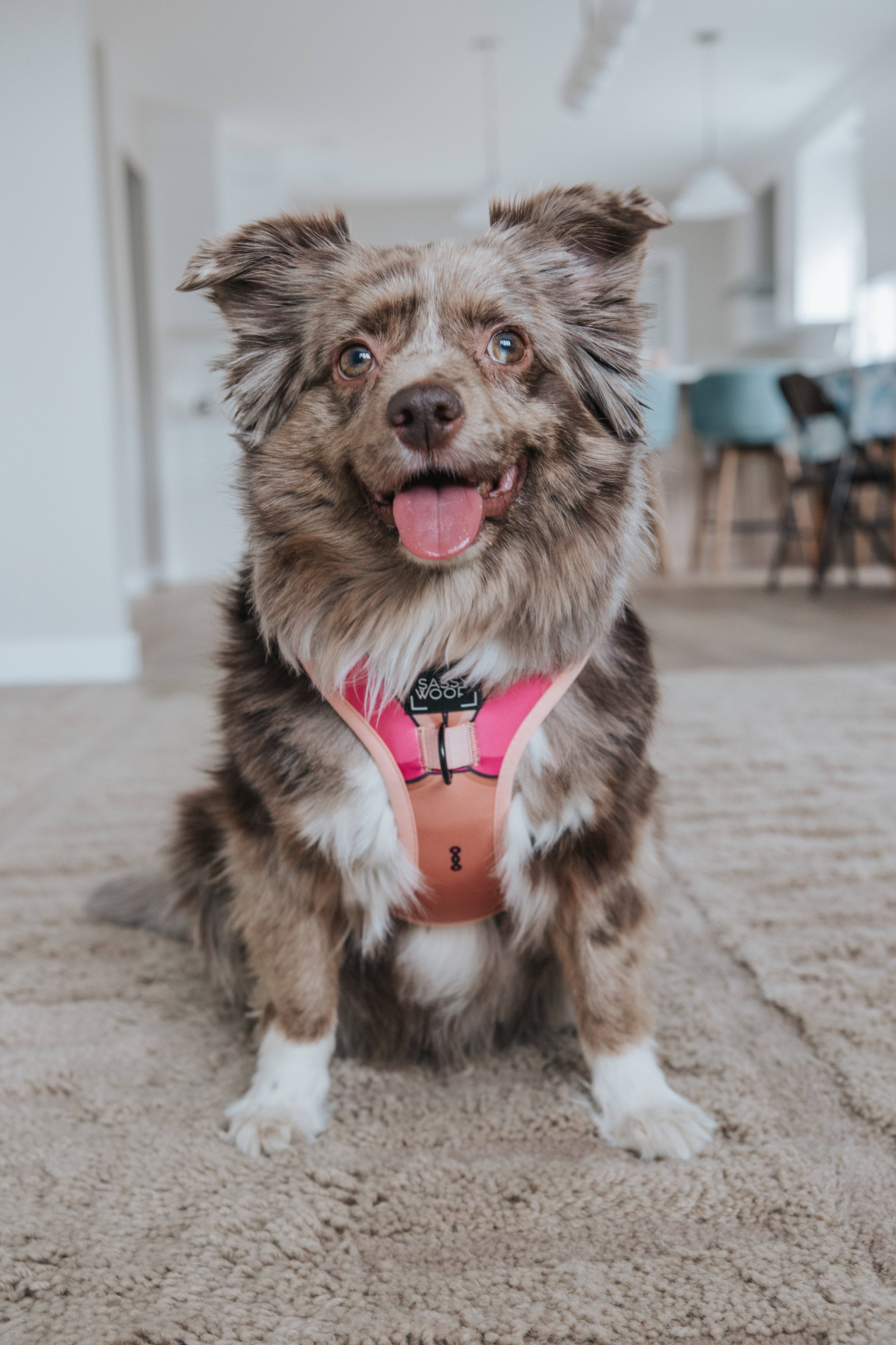 SASSY WOOF - Wholesale Pet Harness - Dog - Dog Adjustable Harness - Bikini Bod4