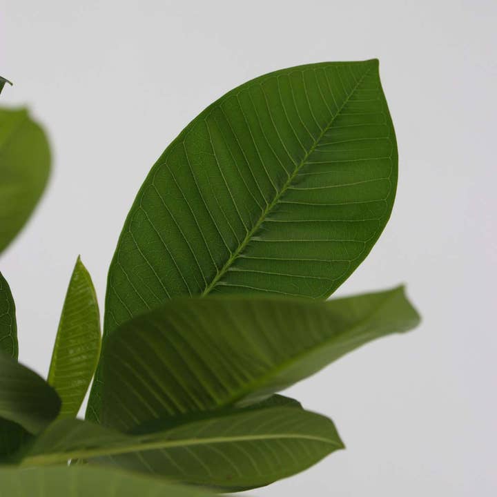 Oasis of Life - Wholesale Live Plant - Hawaii Palm + Fertilizer – Plumeria rubra – Temple Tree – Height 45–55cm – Ø17cm – Fragrant Frangipani Plant – Tropical Houseplant with 500ml Pokon Liquid Fertilizer4