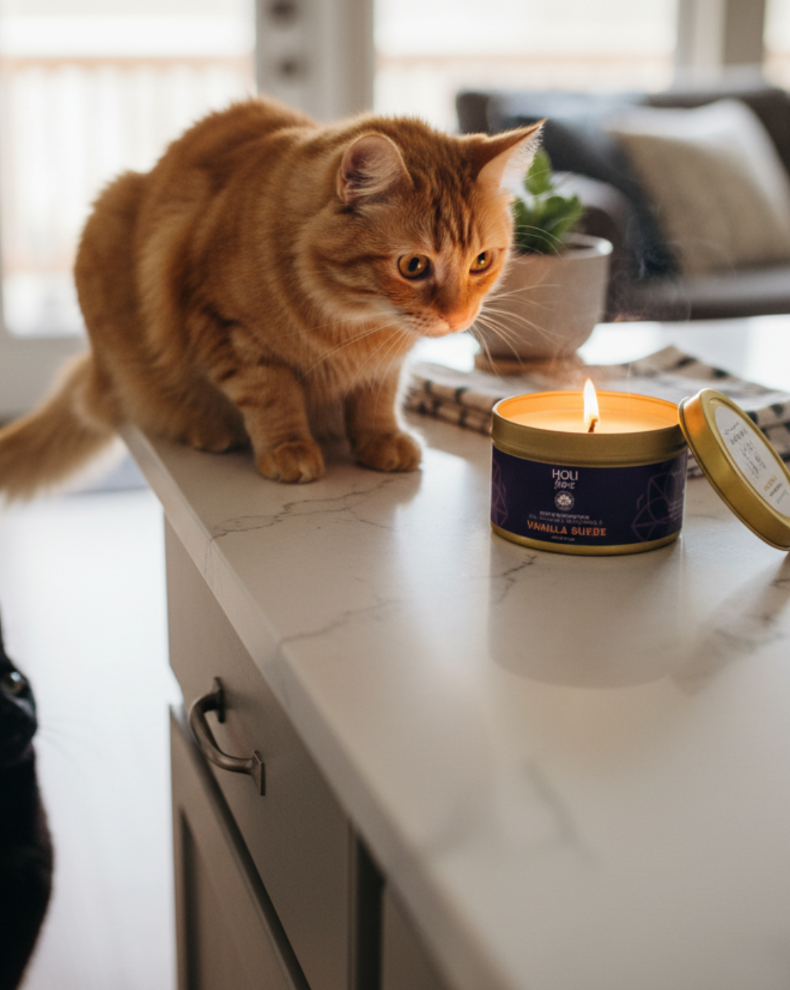 HOLI - Vente Bougie en bocal - HOLI - Bougie en cire de soja 100% naturelle - Éliminateur d'odeurs d'animaux5