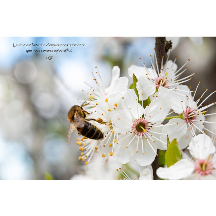 Liberty for engroshandel hos L'Ecriture D'Un Regard