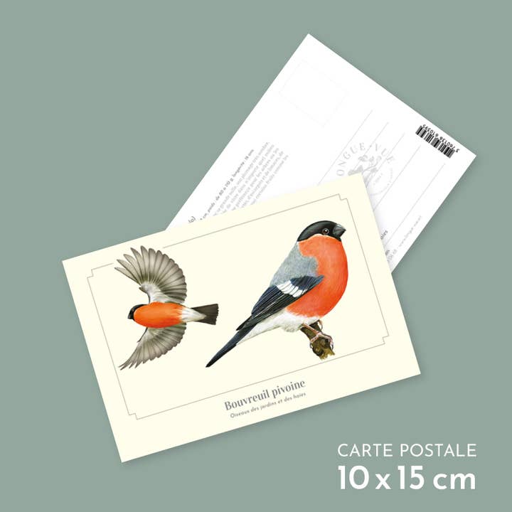 Bullfinch Peony - Postcard for wholesale by Longue-vue