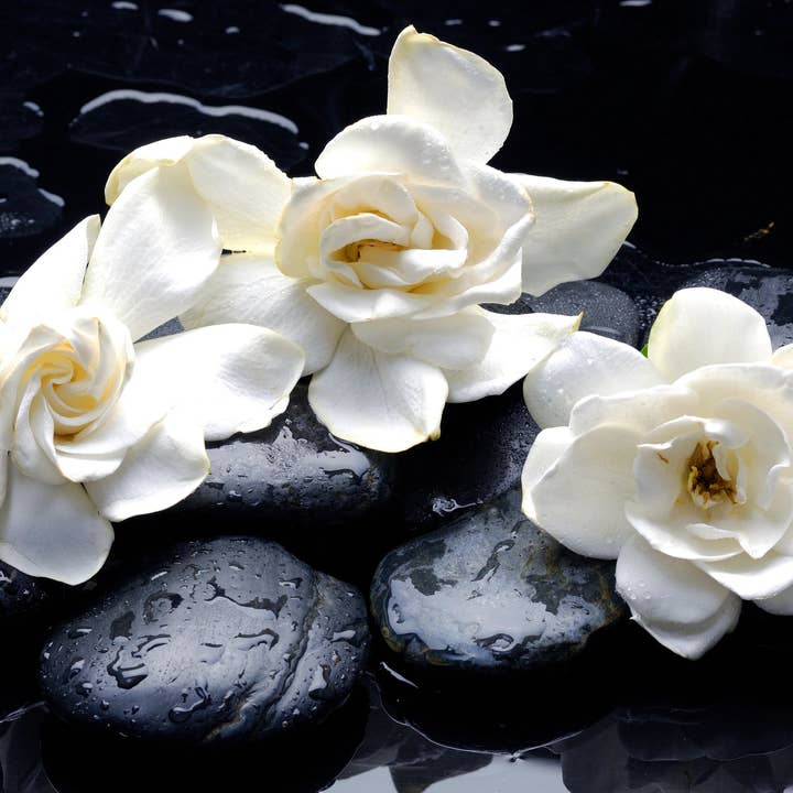 White Gardenia* Incense Sticks for wholesale by Beaches of Tunisia, LLC