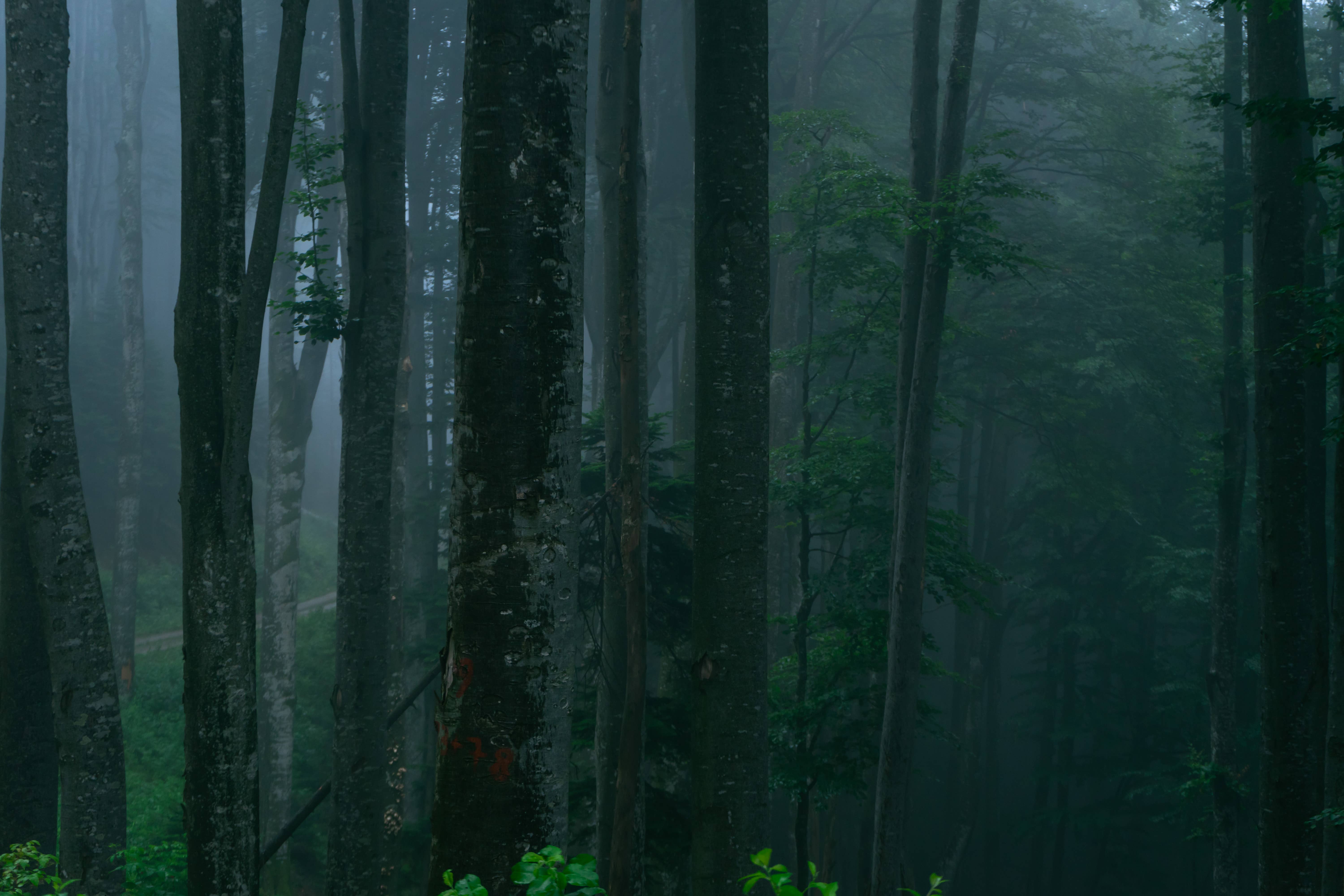 Huukyou - Wholesale Jar/Filled Candle - Japanese Modern Handmade Candle | Miyamagi - woody forest4