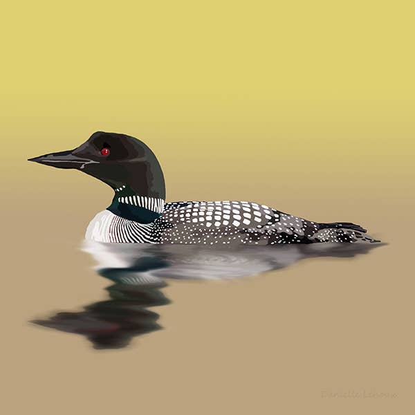 Impression artistique Common Loon pour la vente par Lehoux Art