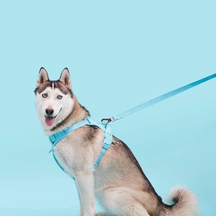 ARISTOPET - Wholesale Pet Leash - Dog - GO WITH EASE HANDS-FREE LEASH13