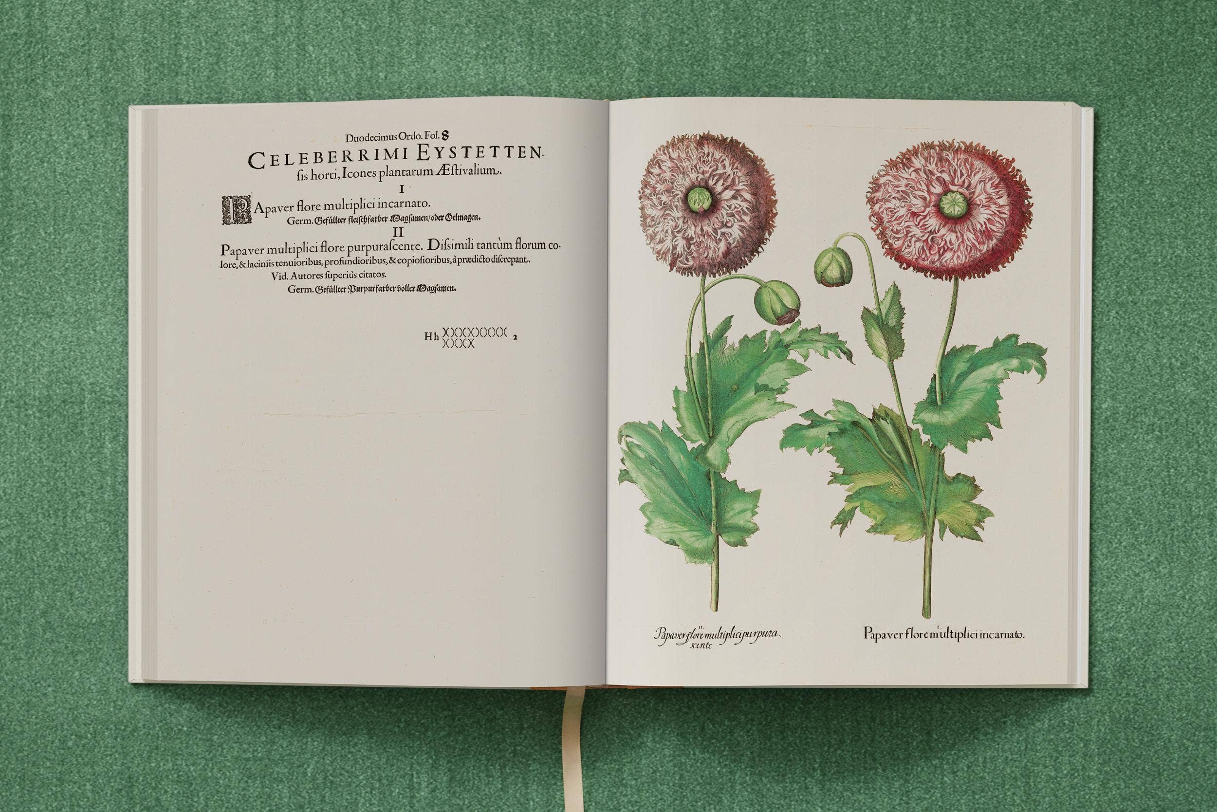 TASCHEN Europe – wholesale Nature & outdoors book – Basilius Besler. The Garden at Eichstätt (German, French, English)15