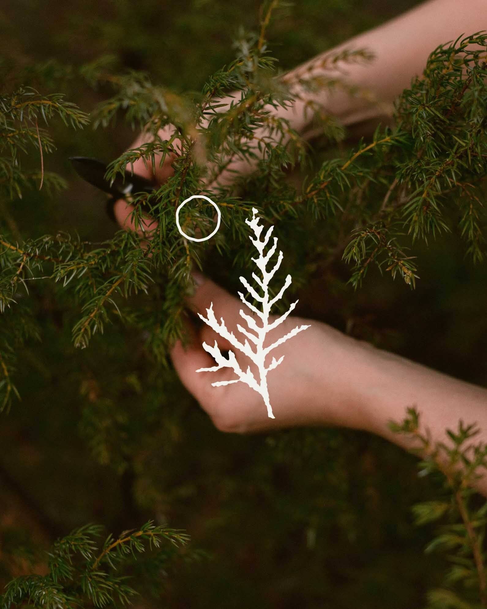 The Cedar Nook - Wholesale Plant Seeds - Tree to be Planted0