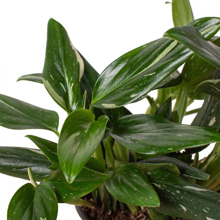House Plant Wholesale - Wholesale Live Plant - Monstera 'Standeleyana Albo Variegated' - 6" Pot1