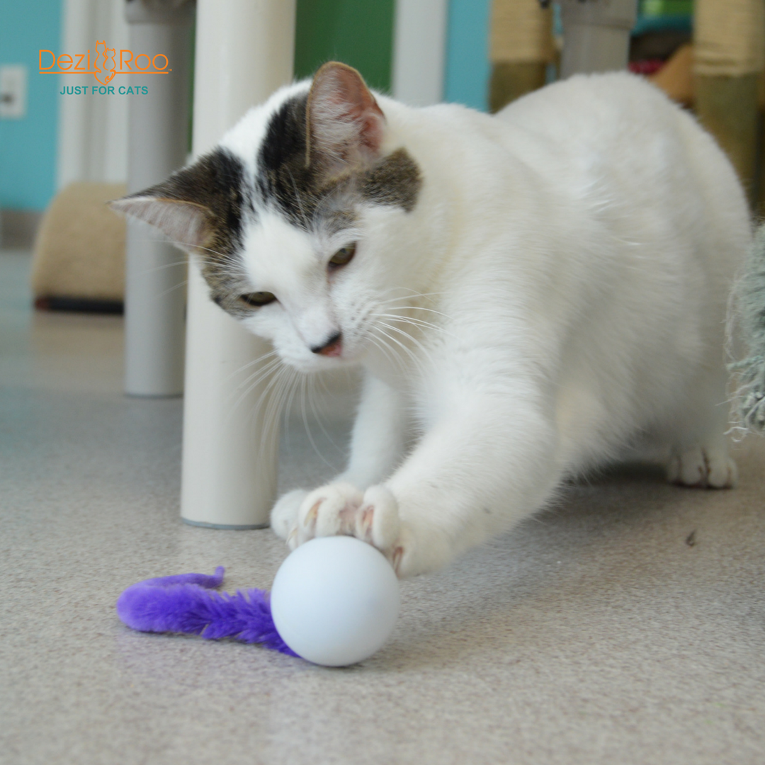 Wholesale Wiggly Pong - Cat Toy Plastic Pong Ball for your store - Faire