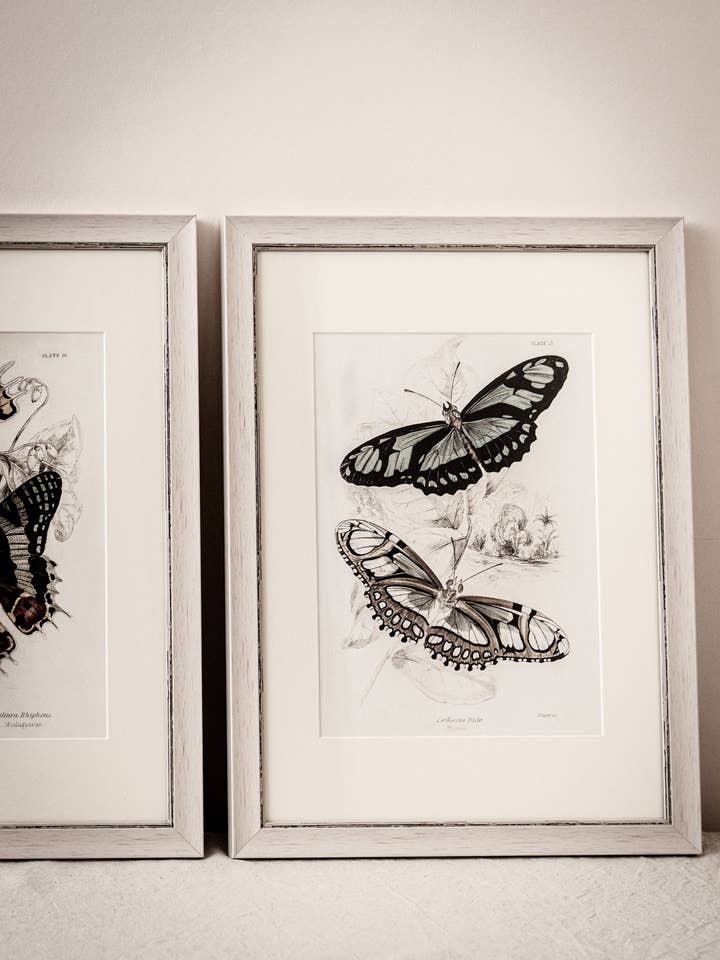 Vintage Butterfly Art Print 05 for wholesale by Coultura