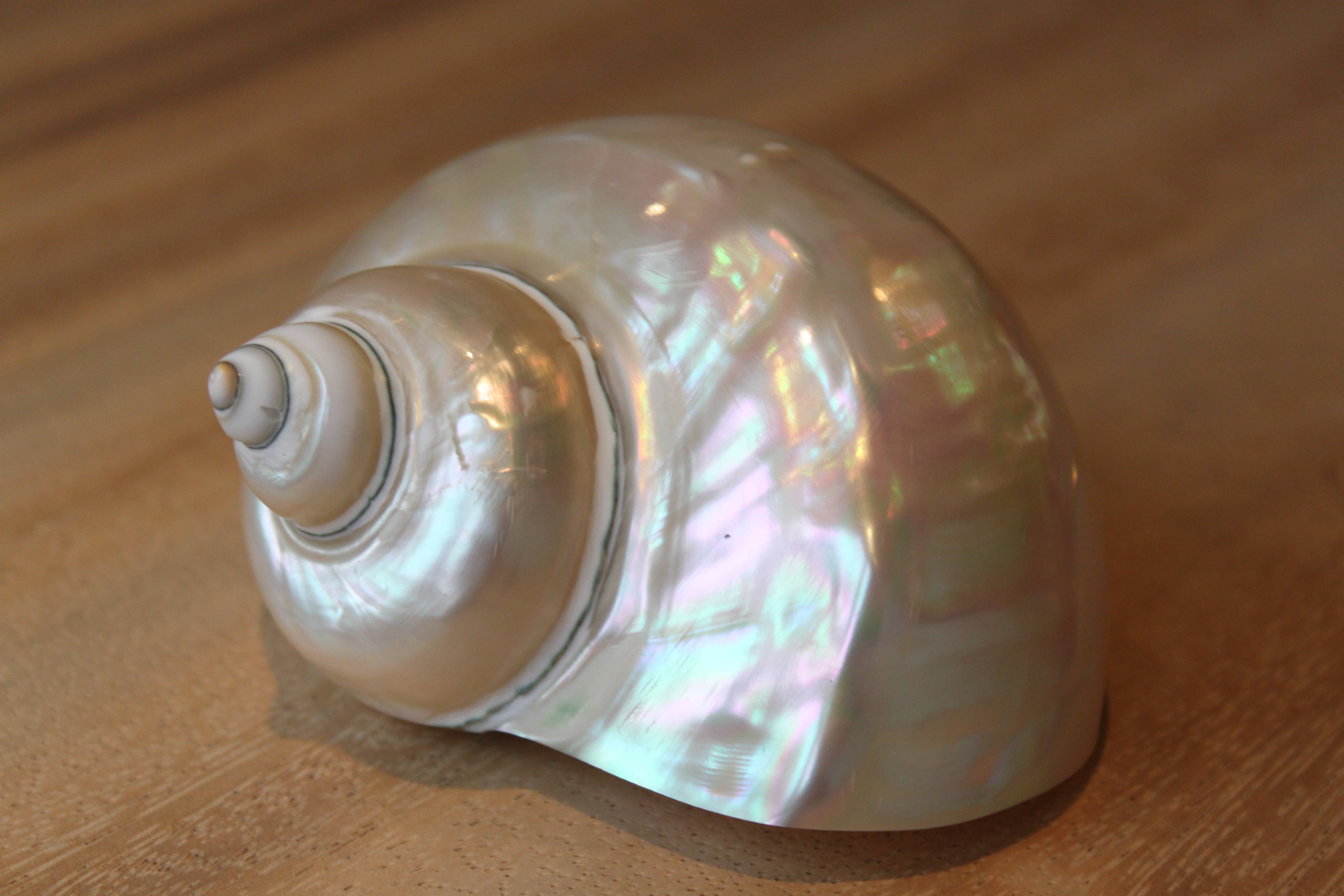 Product Import Holland - Wholesale Decorative Tabletop Object - Turbo - shell - mother-of-pearl - decoration - unique - beach1