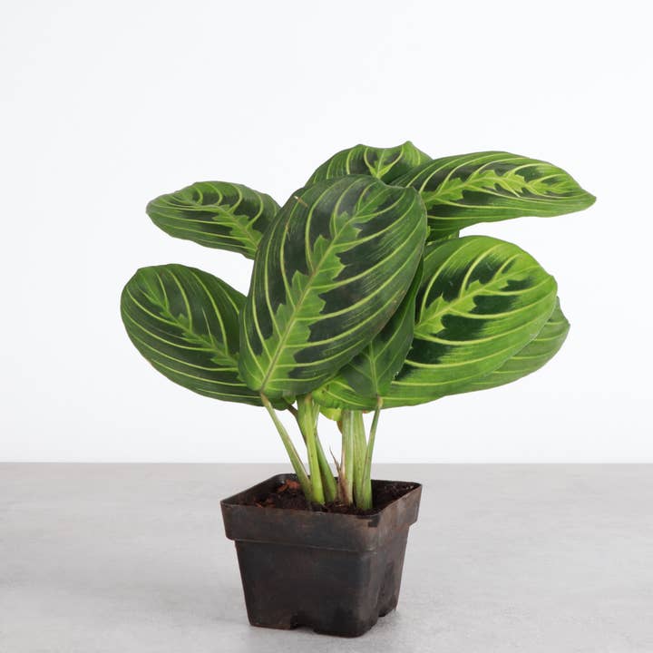 Thorsen's Greenhouse - Vente Plante - Plante de prière au citron et à la lime - Plante vivante4