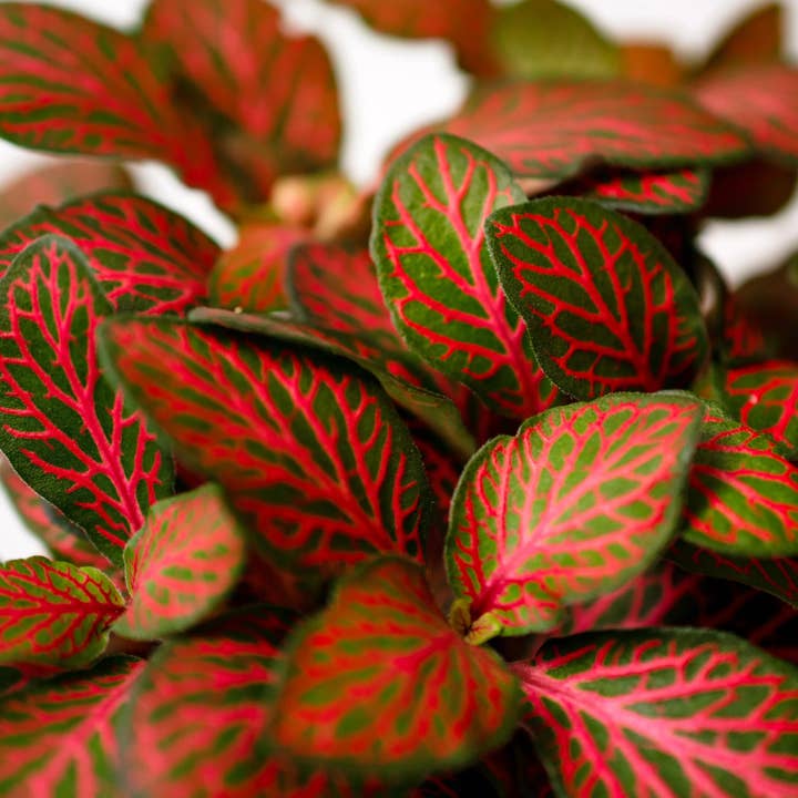 Growing Concepts - Wholesale Live Plant - Fittonia Tropical Mosaic Live Plant1