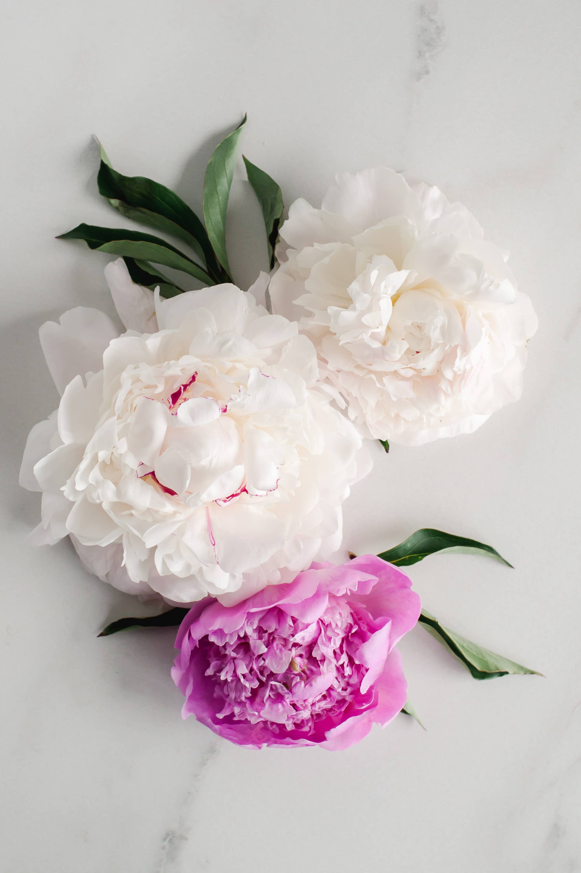 Formulary 55 - Wholesale Bar Soap - Vintage Peony Shea Butter Soap - Bath Bar4