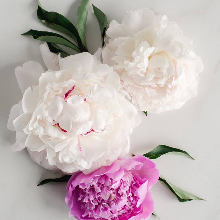 Formulary 55 - Wholesale Bar Soap - Vintage Peony Shea Butter Soap - Bath Bar4