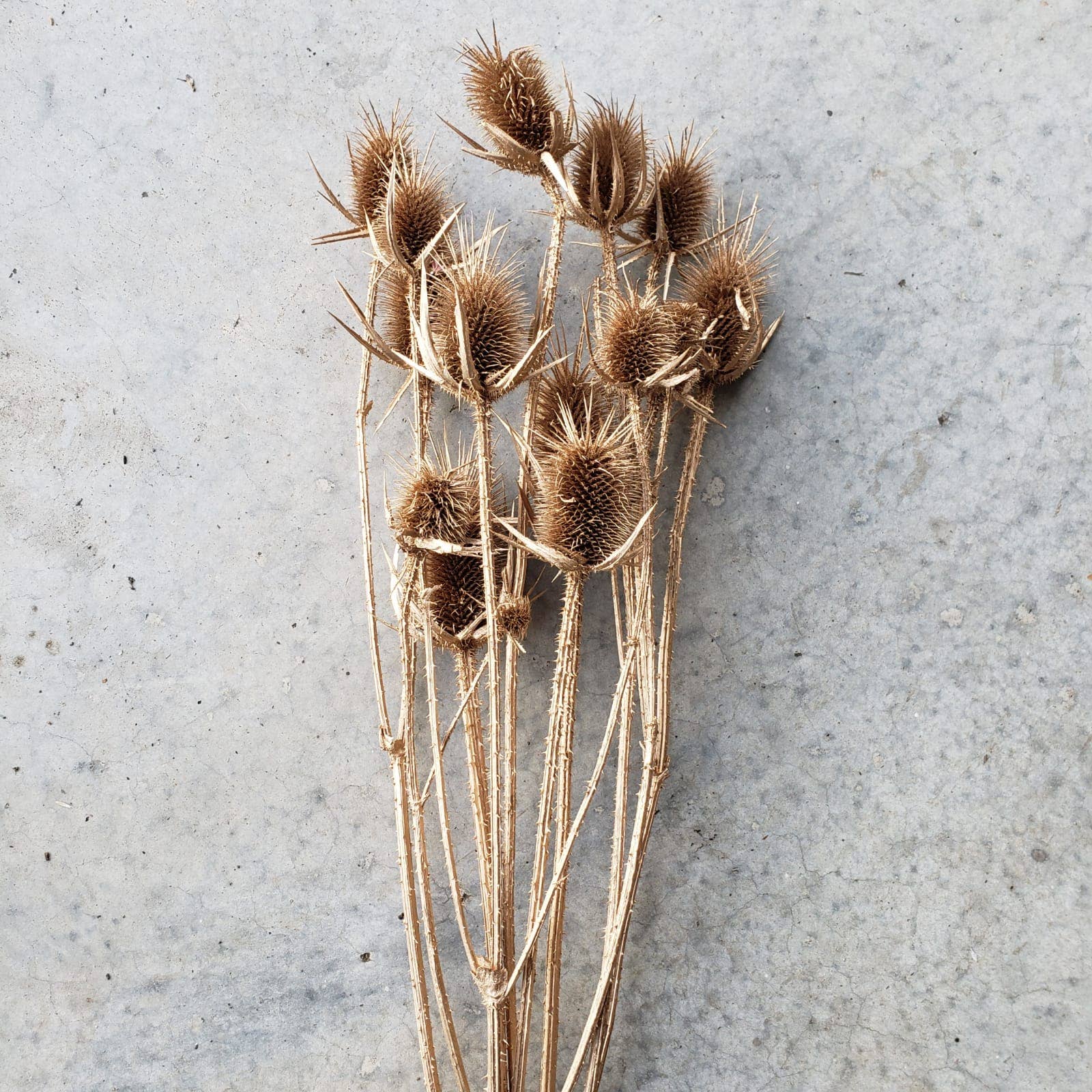 BLOOMINGFUL.COM - Wholesale Dried/Pressed Flowers - Preserved Thistle Teasel Flowers - Gold2