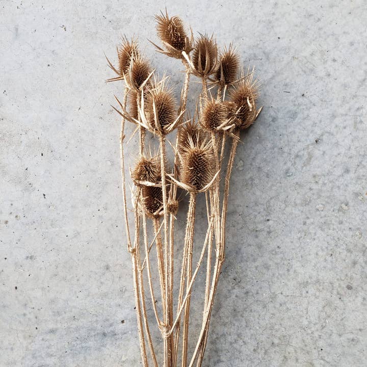 BLOOMINGFUL.COM - Wholesale Dried/Pressed Flowers - Preserved Thistle Teasel Flowers - Gold2