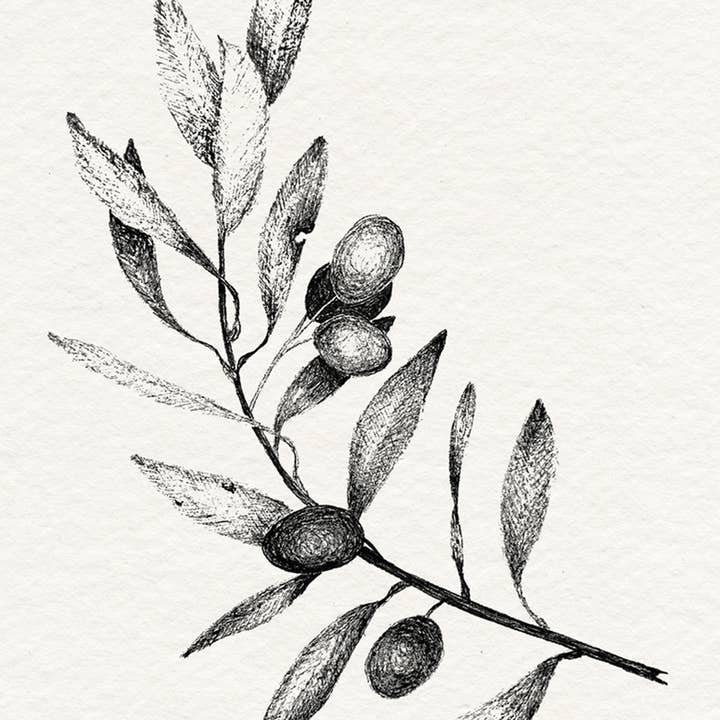 Olive Tree Branch #1 - Botanical Illustration Art Print for wholesale by Jennifer Lorton Art