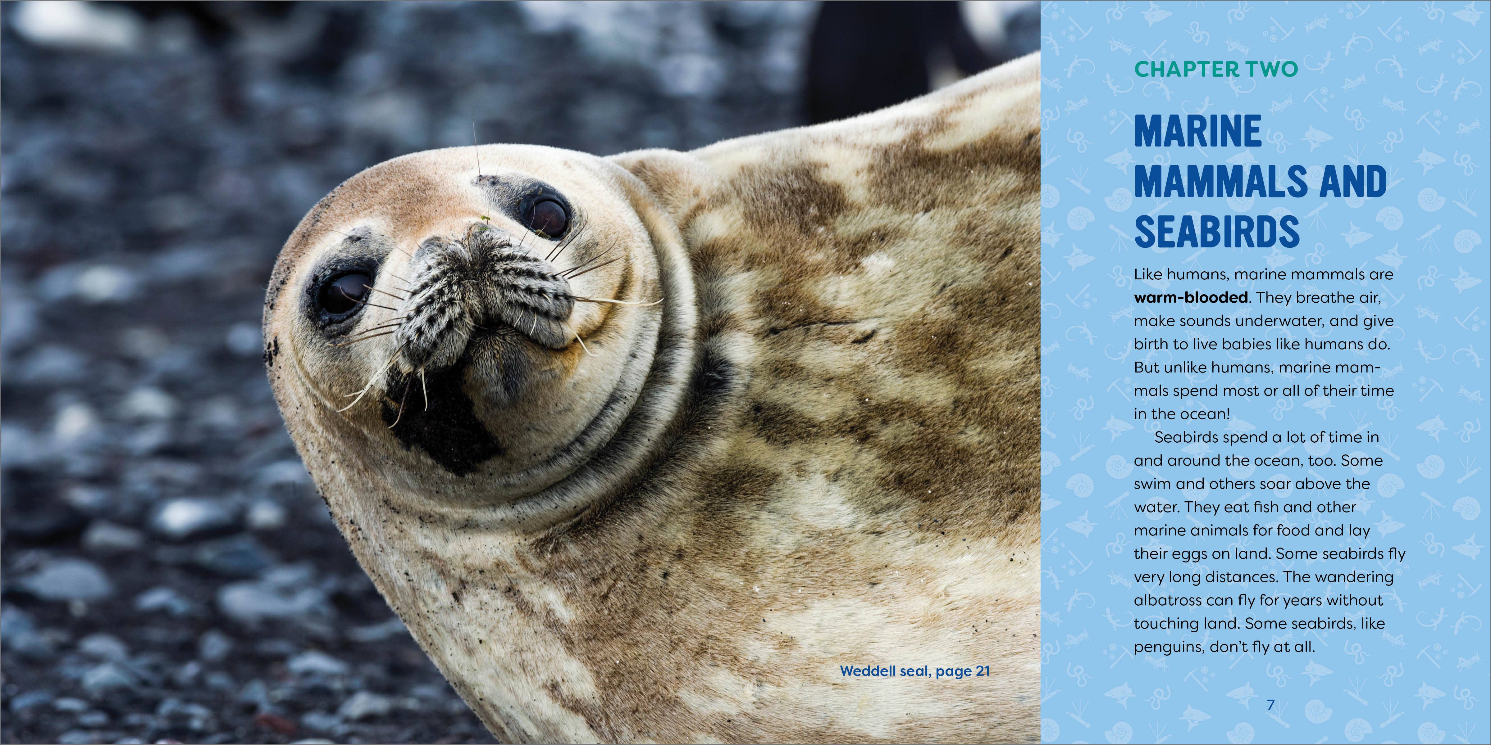 Sourcebooks - Wholesale Nature & Outdoors - Ocean Animals for Kids1