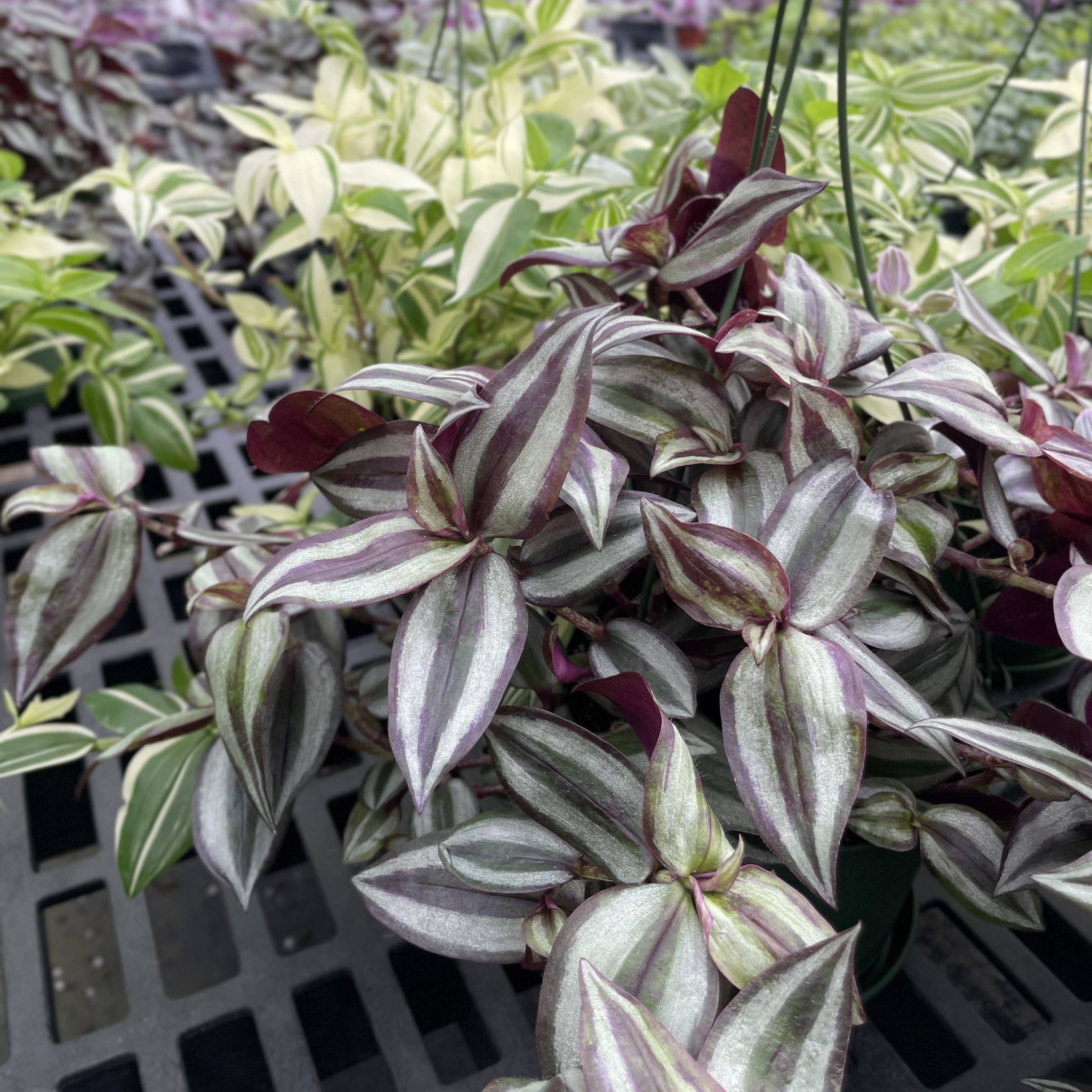 Thorsen's Greenhouse - Wholesale Live Plant - Tradescantia Hanging Basket - 6" Live Plant14